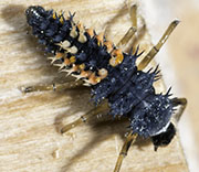 Insects